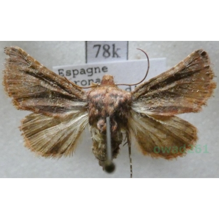 Metopoceras felicina (Donzel, 1844) Spain78k